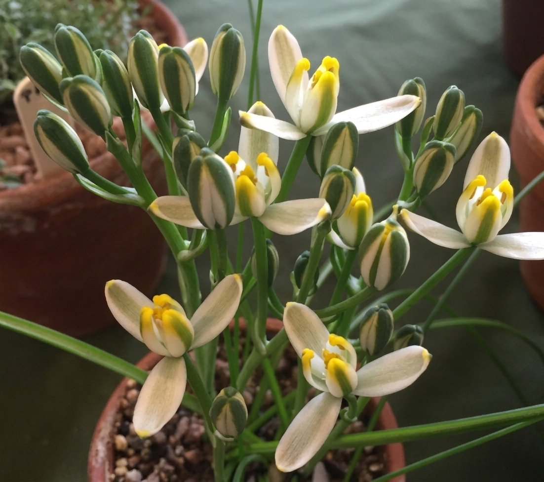 Albuca humilis